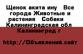 Щенок акита ину - Все города Животные и растения » Собаки   . Калининградская обл.,Калининград г.